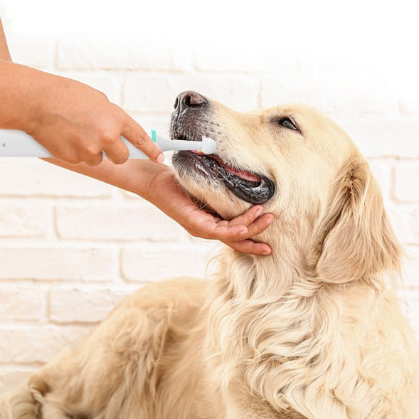Tandbørste til hunde