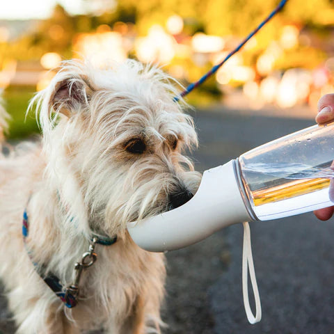 Bærbar vandflaske til hunde